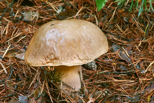 Білий гриб-смерекова форма - Boletus edulis f. Edulis